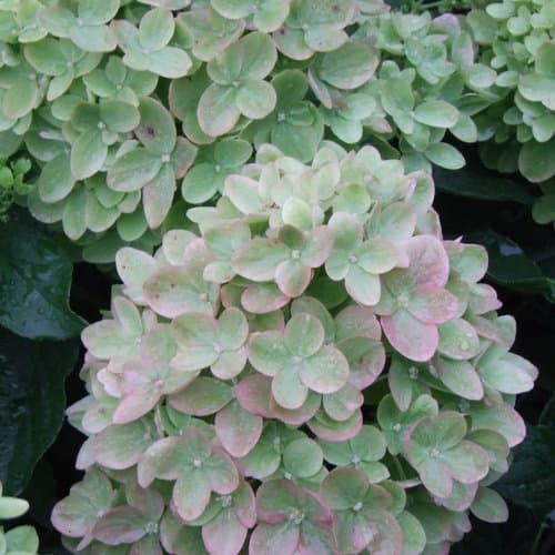 Little Lime® Panicle Hydrangea