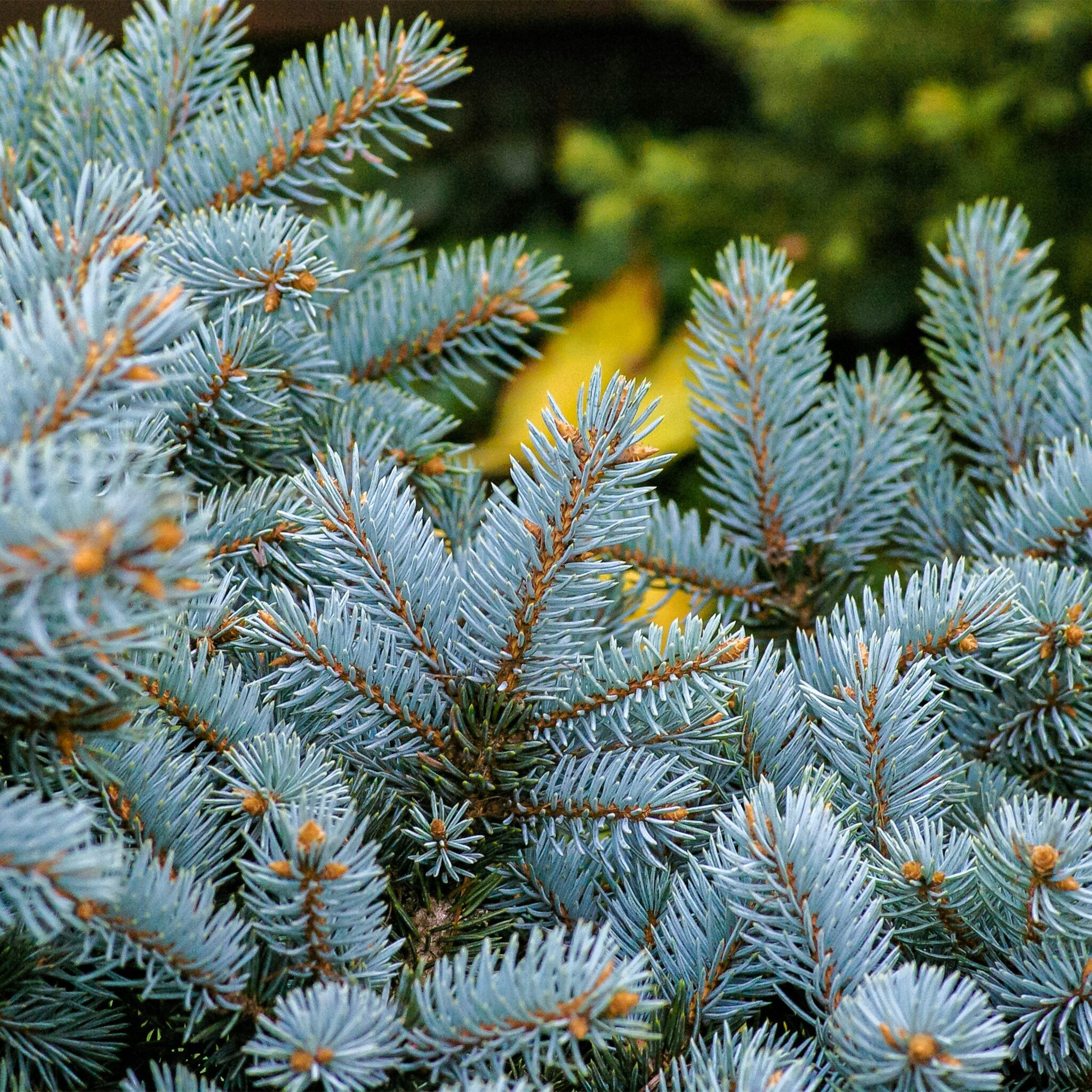 Plant Highlights: Picea pungens – gardenUP