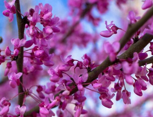 Green Thumb Thursday: Trees and Shrubs to Kickstart Spring in the Northeast