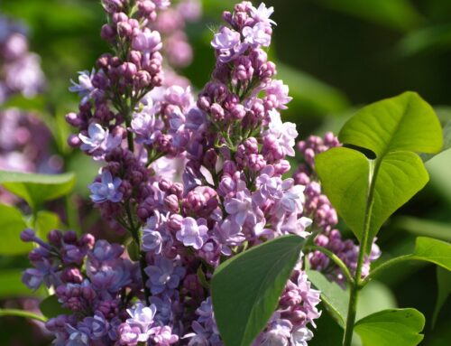 Plant Highlights: Lilac